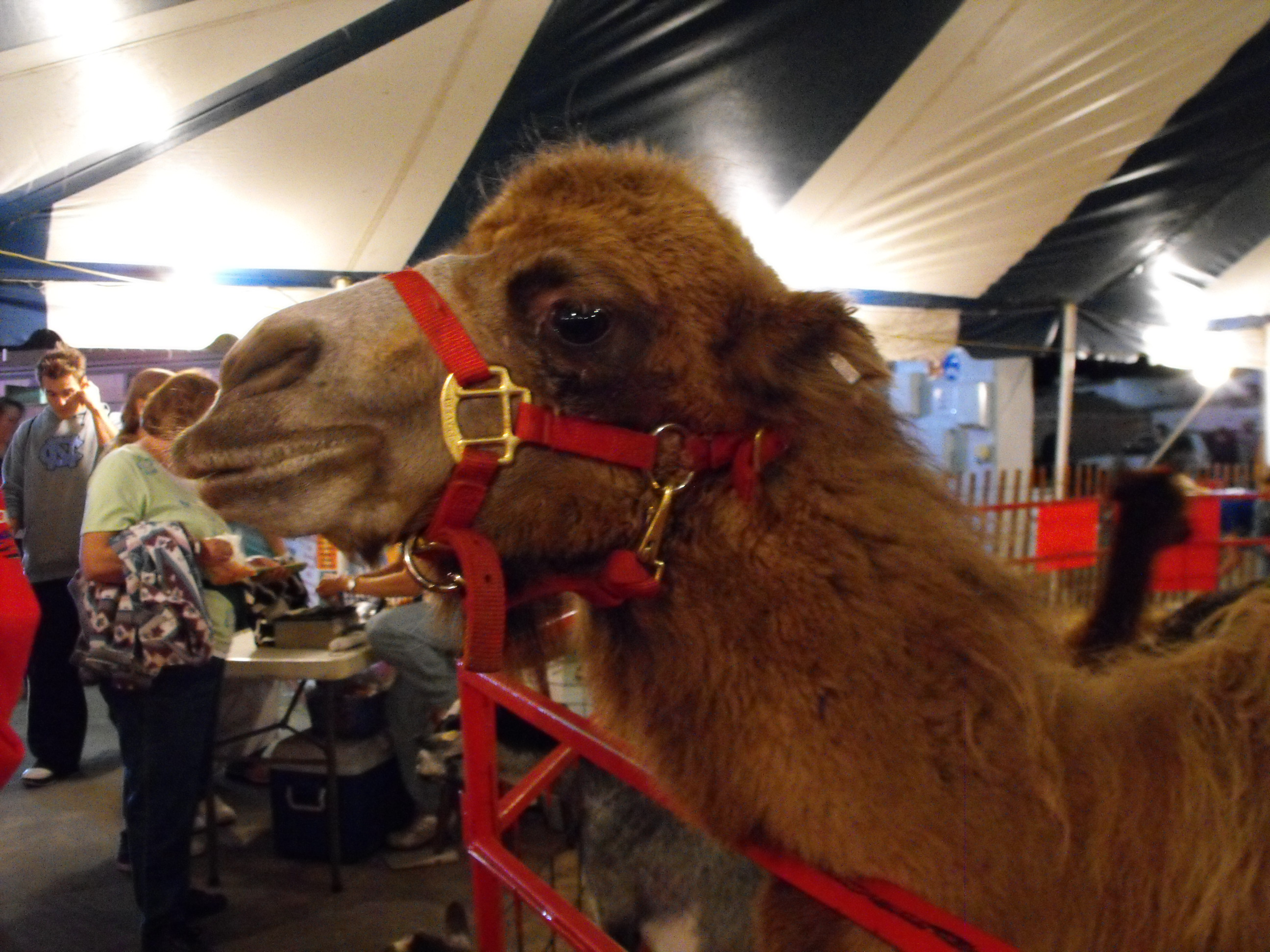 ./2009/State Fair/State Fair pt 1 0125.JPG